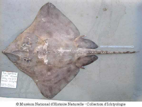 (Amblyraja Malm, 1877) Род Амблирайи, Амблираджи, Genus Amblyraja Malm
